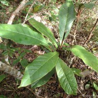 Semecarpus subpeltatus Thwaites